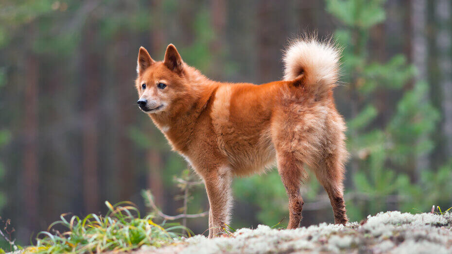 Rare british sale dog breeds